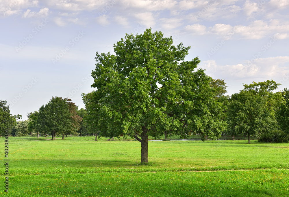 Oak in the Park. Wide green lawn with free-standing trees