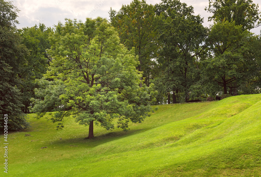 A tree on a green slope. Brightly lit grass lawn in a summer Park