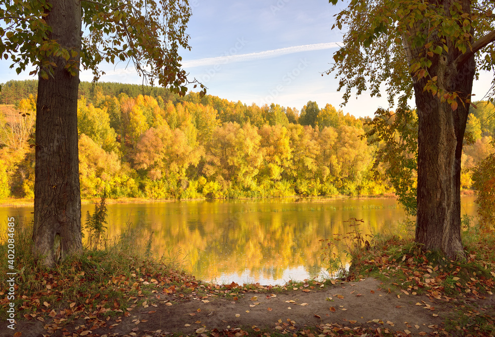 Autumn Bank of the Inya river. Tree trunks, trees with Golden foliage on a high slope are reflected in the water
