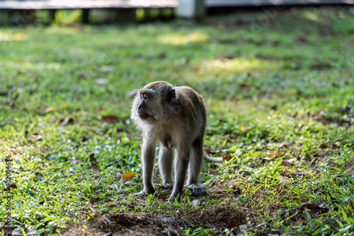 A long-tailed macaque in a natural environment photo