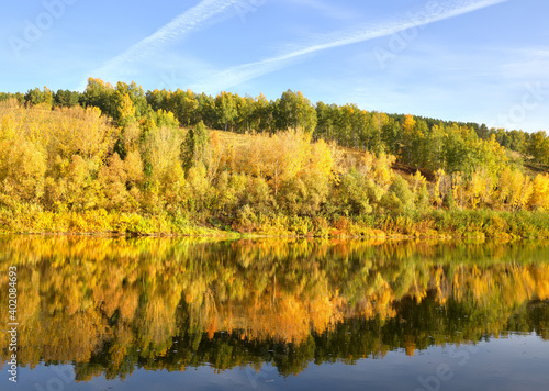 Autumn Bank of the Inya river. Trees with Golden foliage on a high slope are reflected in the water