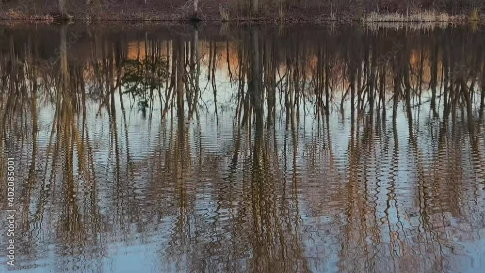 Reflection of trees Reflection of trees