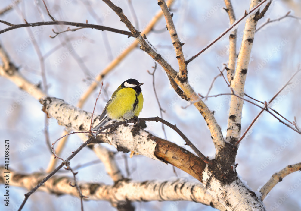 Naklejka premium Tit on a Birch branch in winter. A small yellow bird among the white branches