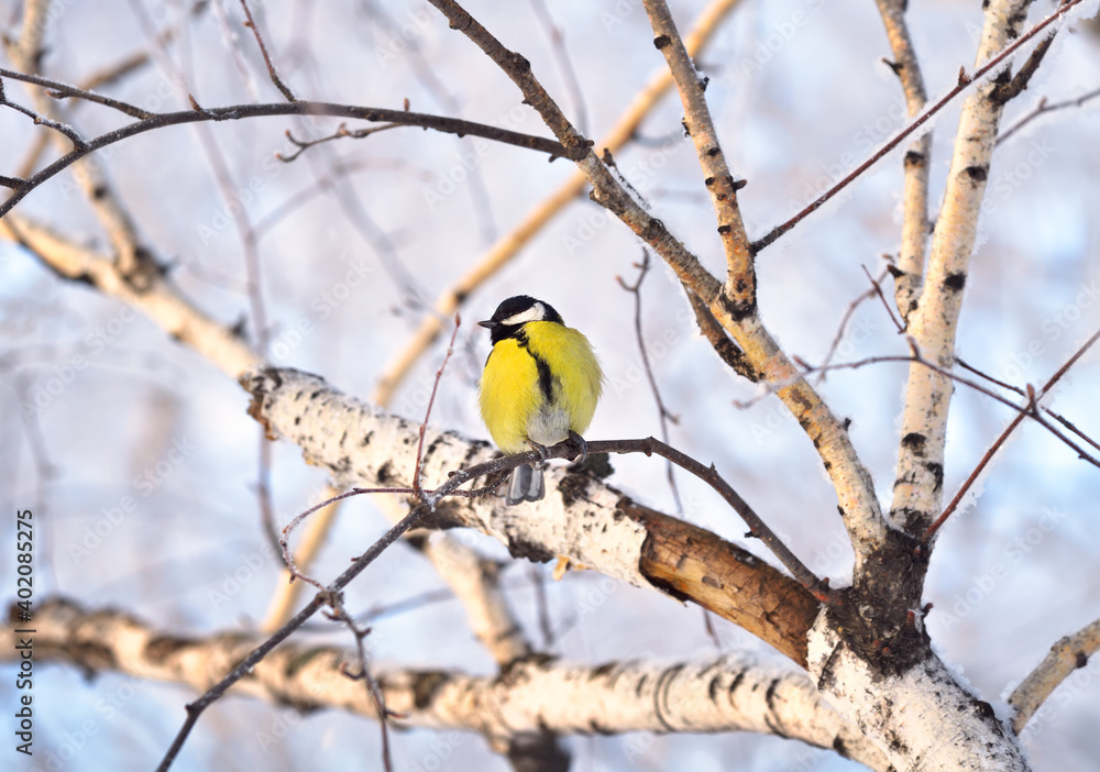 Tit on a birch branch in winter. The little yellow bird turned its head to the side Tit on a birch branch in winter. The little yellow bird turned its head to the side