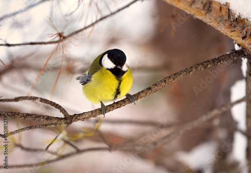 Tit on a branch in winter. A small bird in half a sits on a pine branch