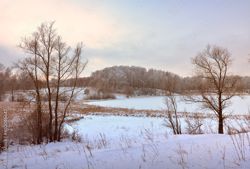 Winter field in the morning. Bare trees among drifts of snow, forest on the horizon Winter field in the morning. Bare trees among drifts of snow, forest on the horizon