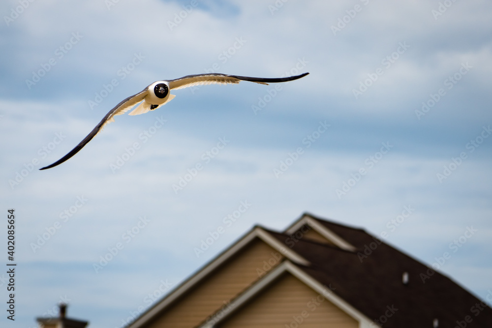 bird in flight