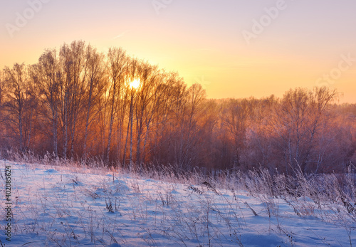Dawn over the winter forest. The sun shines through the branches of the trees, the field is covered with blue snow © ArhSib