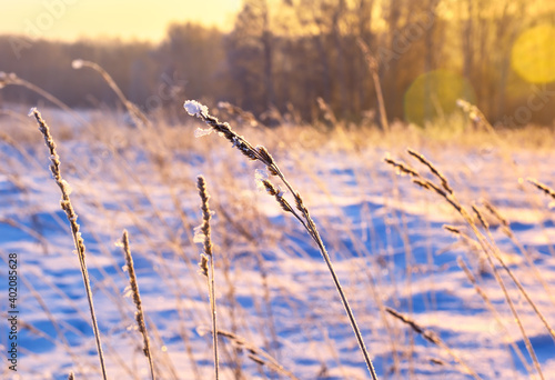 A blade of grass in winter in the evening light. A stalk of field grass is covered with snow on a blurred background of a snow-covered field