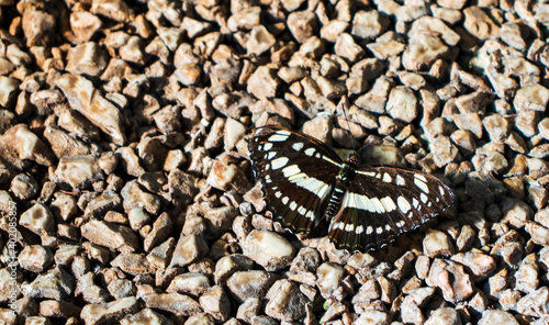 Black and white butterfly resting on the gravel. Garden