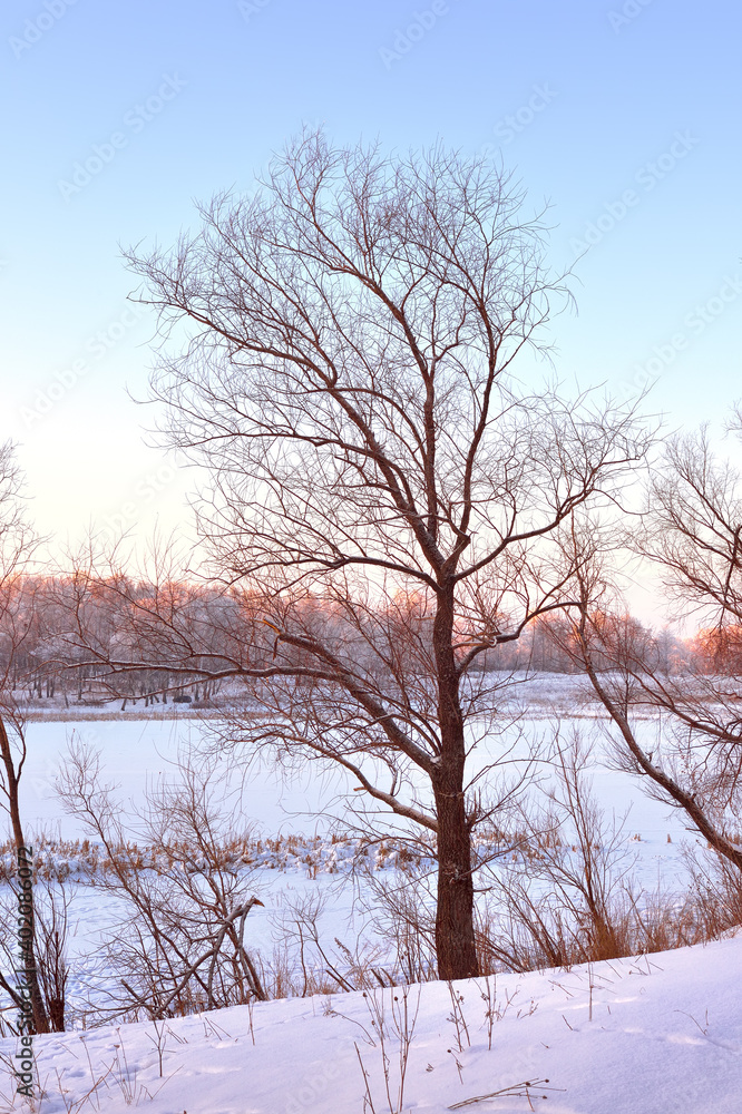 Tree in winter. Crown with bare branches, snow drifts, lake shore on the horizon Tree in winter. Crown with bare branches, snow drifts, lake shore on the horizon