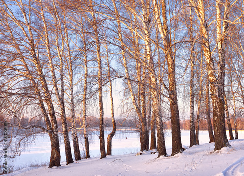 Dawn among the birches. The trunks of the trees among the snow drifts, the rays of the rising sun