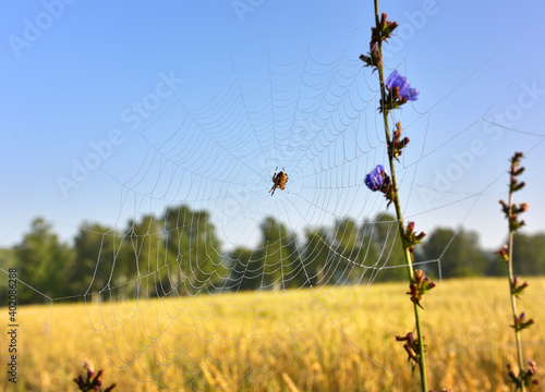 Spider on a web. Chicory stalk on a blurred background of a farmer's field