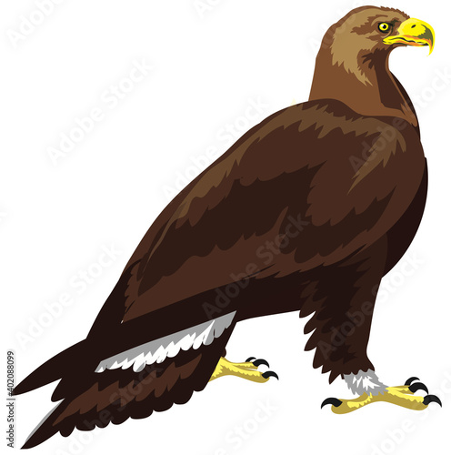 Golden Eagle, wild life big bird - Vector