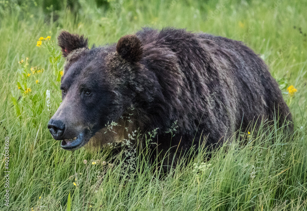 Fototapeta premium Yellowstone Grizzly