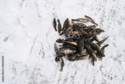 fish Perccottus glenii the catch of winter fishing lies on the snow photo