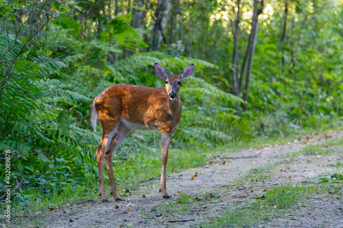 Φωτογραφία Three legged White-tailed Doe (Odocoileus virginianus) standing in an opening in the forest during summer