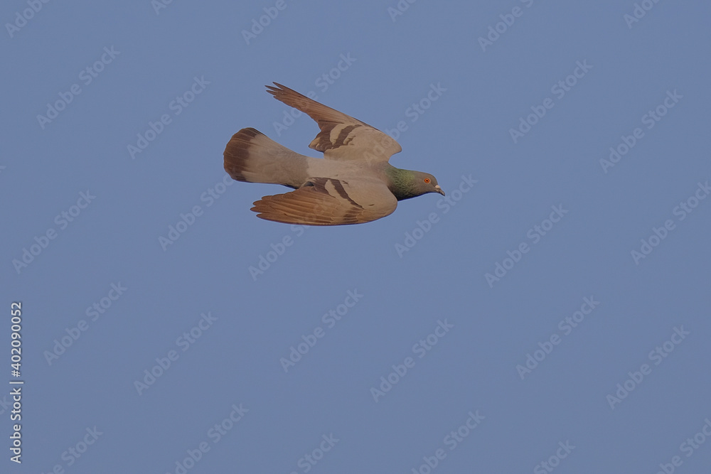Obraz premium Rock / Domestic Pigeon isolated on sky