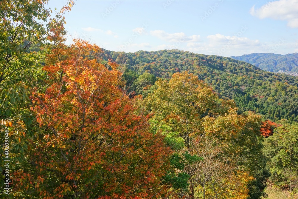 Autumn mountain view from Amanohashidate with red and yellow foliage , Kyoto, Kansai Region, Japan - 秋の紅葉した山 京都
