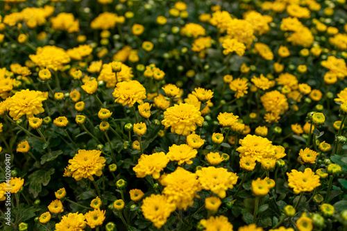 Yellow Chrysanthemum flowers in garden for background