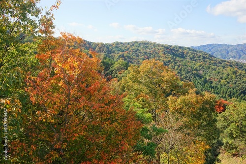 Fototapeta Naklejka Na Ścianę i Meble -  Autumn mountain view from Amanohashidate with red and yellow foliage , Kyoto, Kansai Region, Japan - 秋の紅葉した山 京都