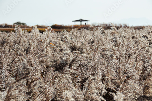 Suncheon Bay reed field scenery. Suncheon South Korea. Nov. 17, 2020.