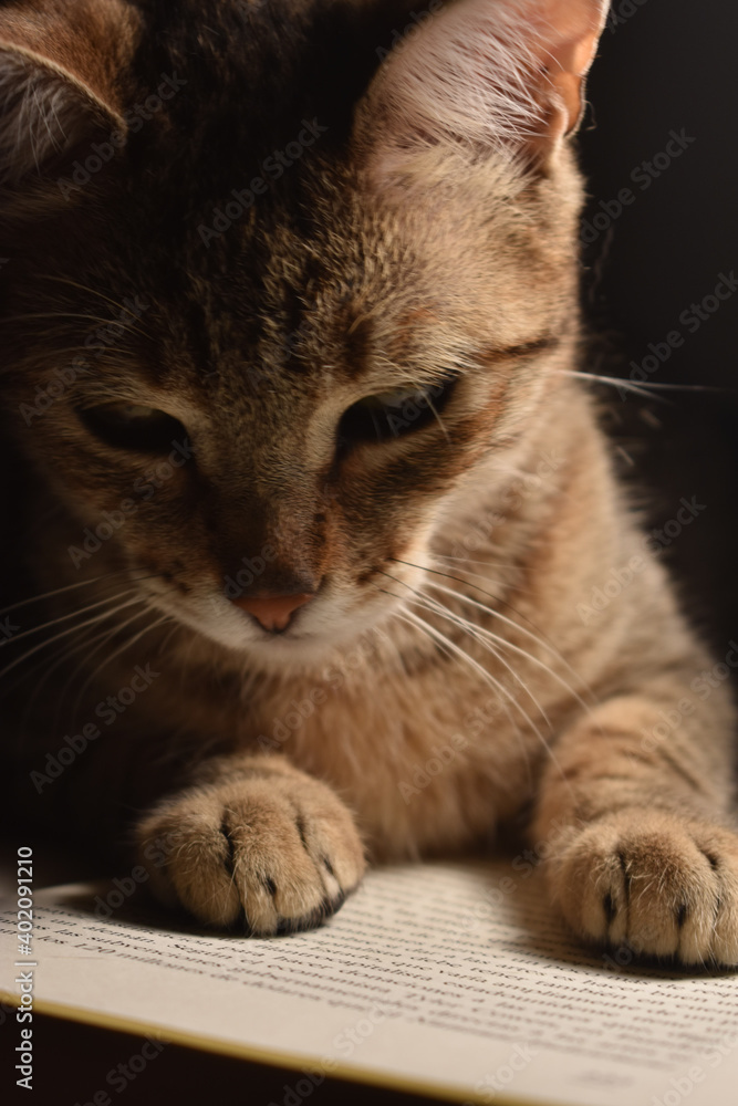 Obraz premium Cat Reading