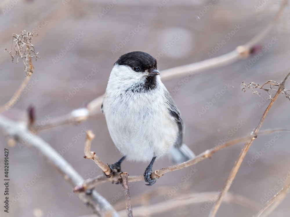 Cute bird the willow tit, song bird sitting on a branch without leaves in the winter. Cute bird the willow tit, song bird sitting on a branch without leaves in the winter.