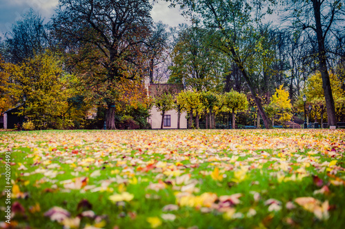 Ancient homes  Bruges  Belgium  Forest  blur   abstract photography  