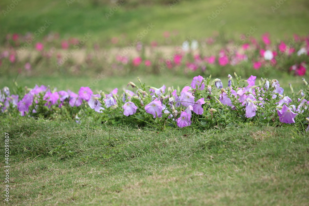 A collection of blooming flowers line the beautiful hillside tourism park of the city A collection of blooming flowers line the beautiful hillside tourism park of the city