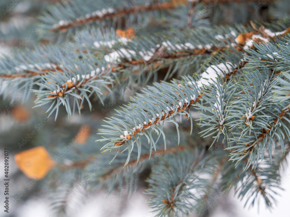 Snow-covered branches of blue spruce with needles in the sunset light. The blue spruce, Colorado spruce, or Colorado blue spruce, with the Latin name Picea pungens. Snow-covered branches of blue spruce with needles in the sunset light. The blue spruce, Colorado spruce, or Colorado blue spruce, with the Latin name Picea pungens.