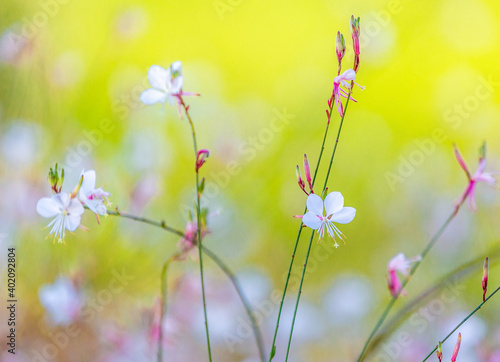 Close up of tiny white flowers of gaura lindheimeri or whirling butterflies against out of focus background. 
