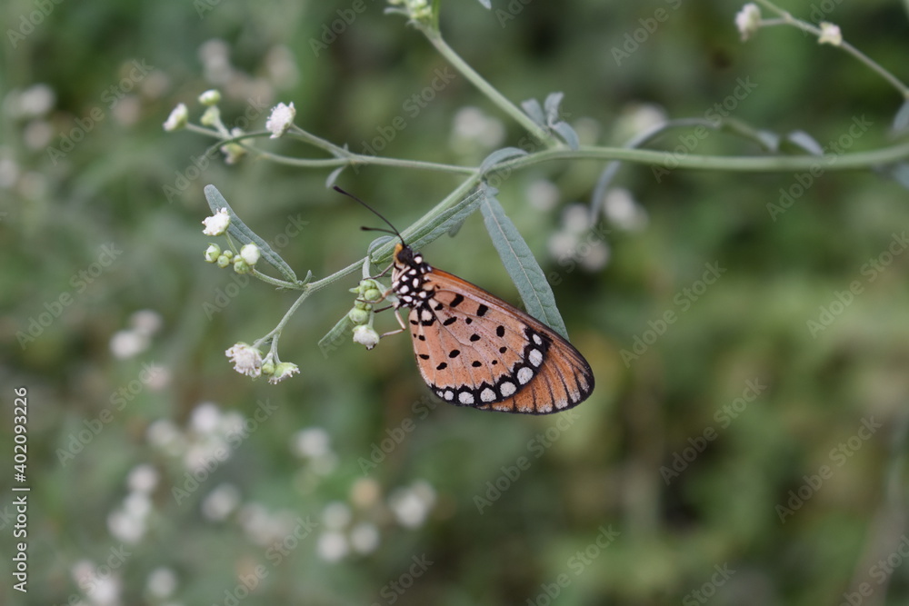 Fototapeta premium A Beautiful Butterfly