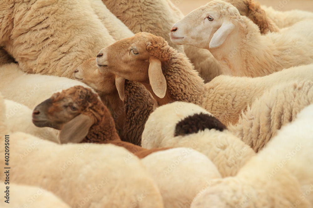 Naklejka premium Feeding the sheep on a farm