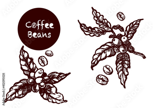 レトロなコーヒー豆とコーヒーの実のイラスト
