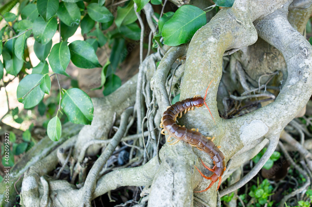 Naklejka premium A centipede can bite. It is a poisonous animal and has a lot of legs.