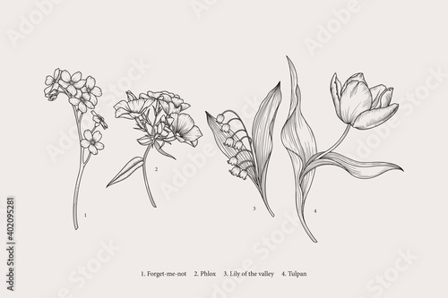 Vintage spring flowers. Vector botanical illustration.