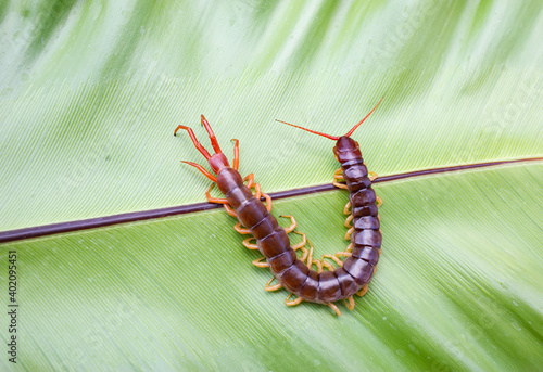 A centipede can bite. It is a poisonous animal and has a lot of legs. © Anan