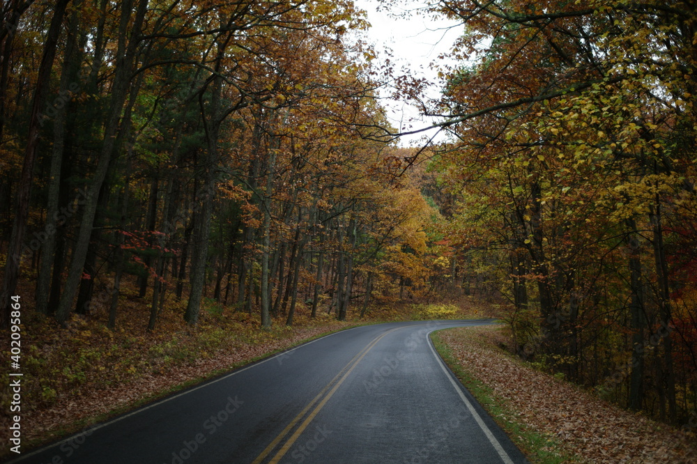 road in autumn forest road in autumn forest