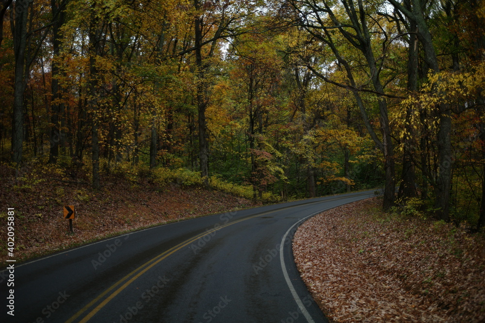Fototapeta premium road in autumn forest