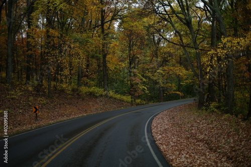 road in autumn forest © Renee