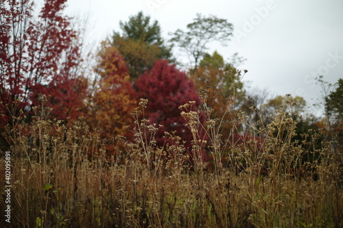 trees