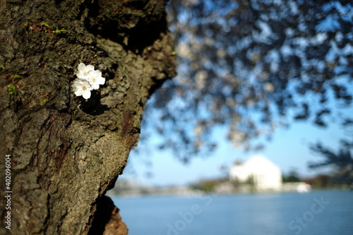 cherry blossom