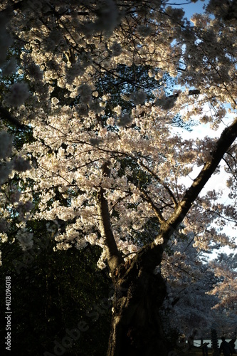 cherry blossom
