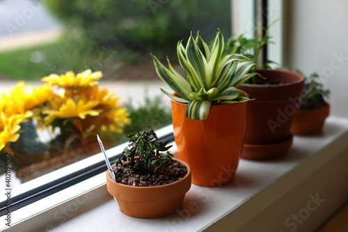 flowers in pots