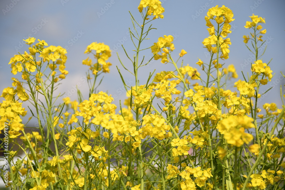 菜の花