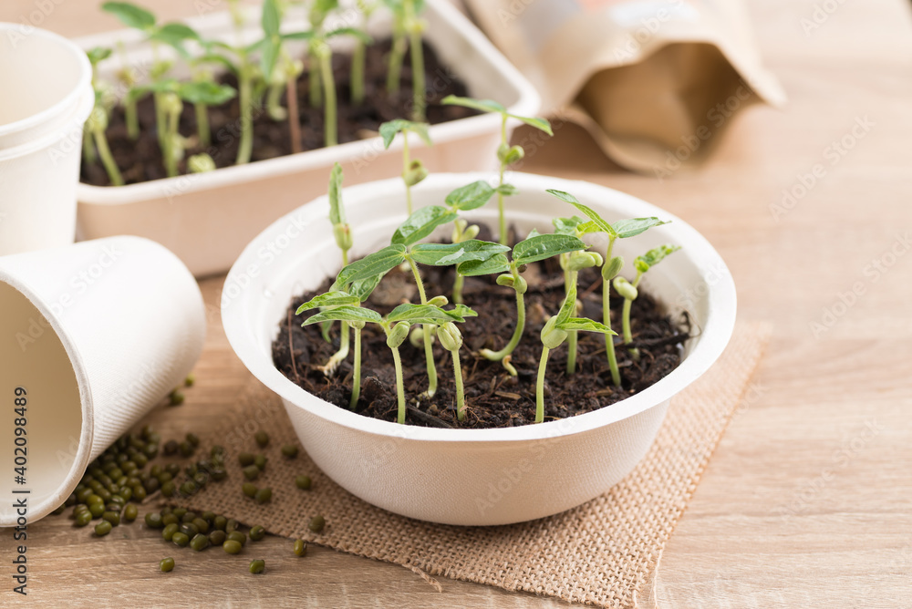 Organic plant growing in recycling biodegradable bowl on wooden table, eco friendly sustainable concept Organic plant growing in recycling biodegradable bowl on wooden table, eco friendly sustainable concept