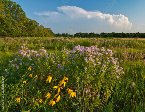 543-27 Midewin National Grassland Wildflowers