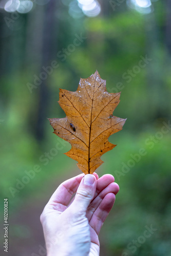 Brown autumn oak leaf in hand on forest background
