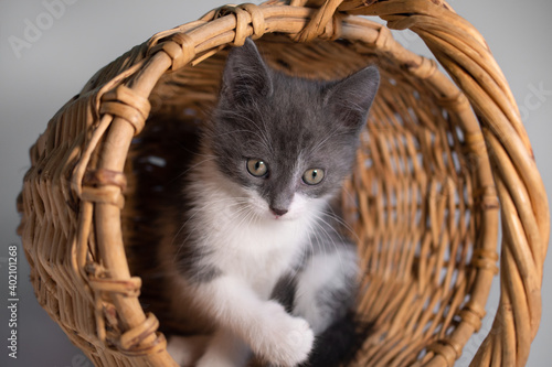 Cute little gray-white playful  kitten sits in an overturned basket and raises its paw up, playing: space for text, soft focus © Leila
